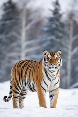 Obraz premium there is a tiger walking in the snow in the woods