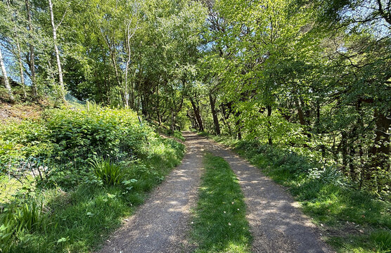 A serene dirt path winds through a lush forest, surrounded by vibrant green foliage and dappled sunlight filtering through the tree canopy on, The Great Northern Railway Trail near, Cullingworth, UK - Powered by Adobe