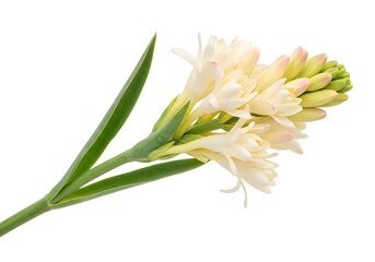 Obraz premium A single stem of tuberose flowers with buds and leaves isolated on a white background in close up view
