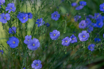 Linum usitatissimum common flax flowering ornamental garden plant, group of beautiful blue flowers...