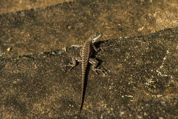 Small lizard, Tropidurus torquatus, standing on the cement steps of a farm in Brazil