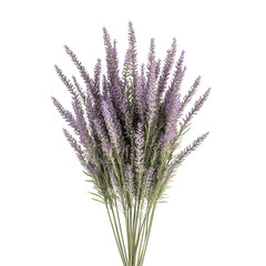 Lavender Breeze isolated on transparent background.