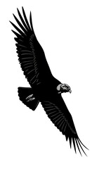 Fototapeta premium Andean Majesty in Flight AI Generated