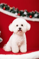 there is a white dog sitting on a red surface next to a christmas tree