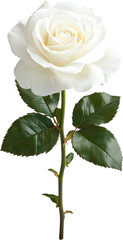 Obraz premium Elegant White Rose Bloom