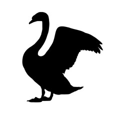 Silhouette of a swan – vector illustration