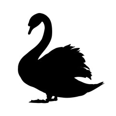 Silhouette of a swan – vector illustration