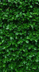 Emerald Green Leaves: Lush Nature Texture