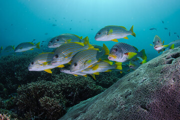 Fototapeta premium School of oriental sweetlips and yellow-striped snappers swim gracefully over a vibrant coral reef in the crystal-clear waters of Raja Ampat, Indonesia