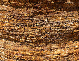 Detailed Texture of Palm Tree Bark. Closeup view of the textured patterned trunk of a tropical coconut palm tree. Close up of the tree trunk of a Date coconut Palm tree (Phoenix dactylifera)