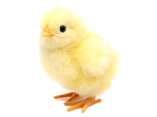 Obraz premium easter chick isolated on white background PNG
