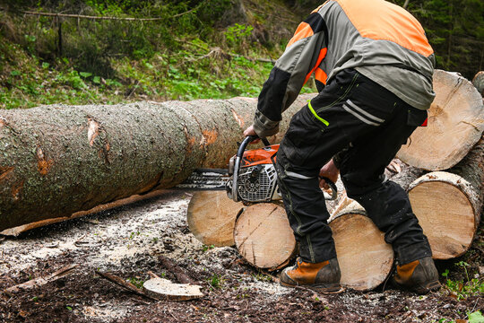 Lumberjack cutting logs with chainsaw in forest during work