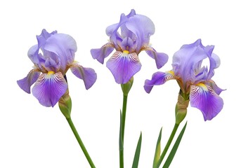 Three light purple iris flowers with green stems isolated against a white background image view