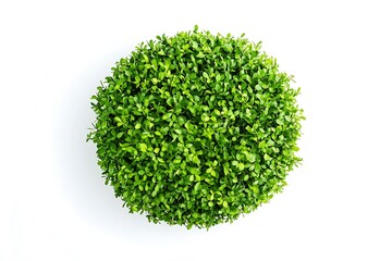 Fototapeta premium Overhead view of a perfectly round green bush on a stark white background in studio lighting