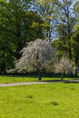 A tree in the garden is blooming with white flowers