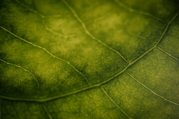 A detailed macro view of a green leaf showing its intricate vein structure, illuminated by soft natural light highlighting the textures.