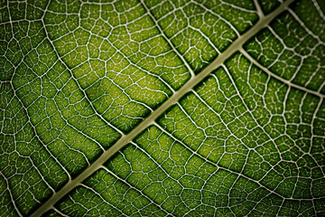 Close-up macro photograph of a fig leaf displaying its intricate vein pattern and vibrant green texture illuminated by natural light.