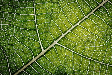 Close-up macro photograph of a fig leaf displaying its intricate vein pattern and vibrant green texture illuminated by natural light.