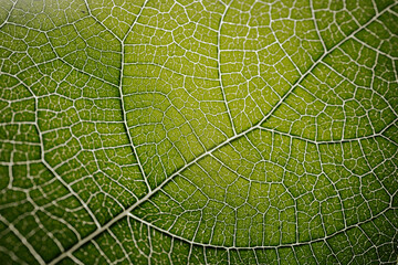 Close-up macro photograph of a fig leaf displaying its intricate vein pattern and vibrant green texture illuminated by natural light.