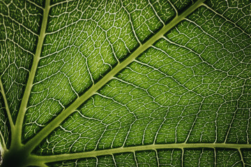 Close-up macro photograph of a fig leaf displaying its intricate vein pattern and vibrant green texture illuminated by natural light.