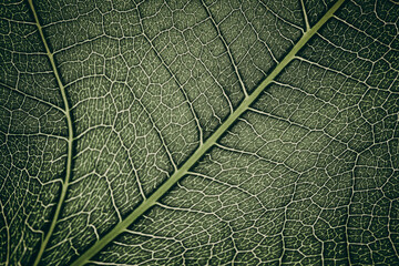 Close-up macro photograph of a fig leaf displaying its intricate vein pattern and vibrant green texture illuminated by natural light.