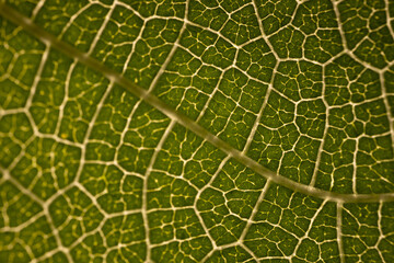 Close-up macro photograph of a fig leaf displaying its intricate vein pattern and vibrant green texture illuminated by natural light.