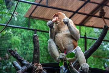 Probocis monkey or Nasalis larvatus an endangered species of primate shows the lone monkey on top...