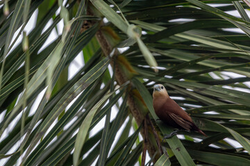 white headed munia in a tropical tree in Bali on a cloudy day, Image shows the small bird in the leaves of a tree