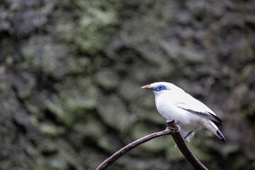 Bali myna, Rothschild's mynah or Bali starling can be seen resting on a tree branch in Bali