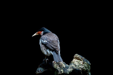 great myna or Acridotheres grandis can be seen perched on a rock in Bali
