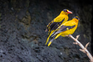 Two Black naped oriole or Oriolus chinensis a black and yellow can be seen perched on a branch next to each other