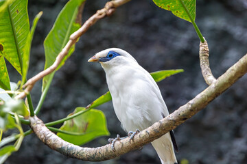 Bali myna, Rothschild's mynah or Bali starling can be seen resting on a tree branch in Bali