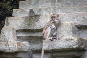 Balinese long tailed monkey or Macaca Fascicularis can be seen playing on a concrete statue