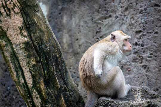Balinese long tailed monkey or Macaca Fascicularis can be seen scratching his bum on a concrete statue