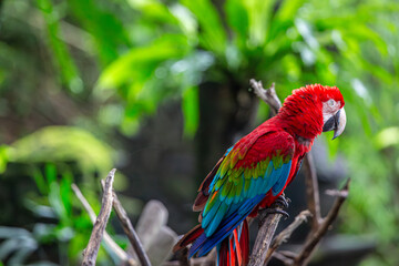 Macaw parrot part of the new world parrots can be seen resting on a tree branch at a safari park in Bali, Image shows the Macaw with its vibrant red, blue, green and yellow colours