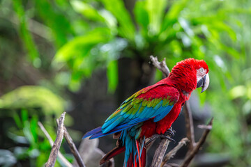 Macaw parrot part of the new world parrots can be seen resting on a tree branch at a safari park in Bali, Image shows the Macaw with its vibrant red, blue, green and yellow colours