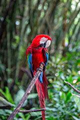 Macaw parrot part of the new world parrots can be seen resting on a tree branch at a safari park in Bali, Image shows the Macaw with its vibrant red, blue, green and yellow colours