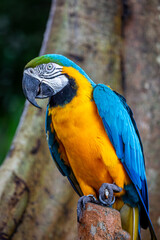 Macaw parrot part of the new world parrots can be seen resting on a tree branch at a safari park in Bali, Image shows the Macaw with its vibrant blue and yellow colours