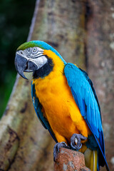 Macaw parrot part of the new world parrots can be seen resting on a tree branch at a safari park in Bali, Image shows the Macaw with its vibrant blue and yellow colours
