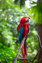 Macaw parrot part of the new world parrots can be seen resting on a tree branch at a safari park in Bali, Image shows the Macaw with its vibrant red, blue, green and yellow colours