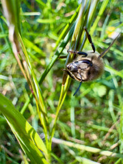 Macro shot of a hairy bee or hoverfly hanging from a grass blade in a sunlit meadow, showcasing insect diversity and pollinator habitat.