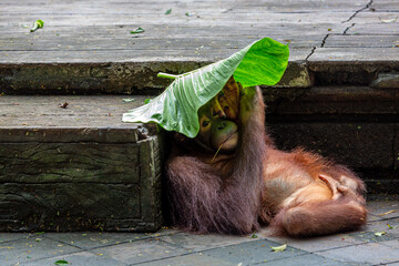 Fototapeta premium Young 3 year old Orangutan or (Pongo) part of the primate family at a safari park in Bali can be seen laying on the floor using a leaf as a sun shade