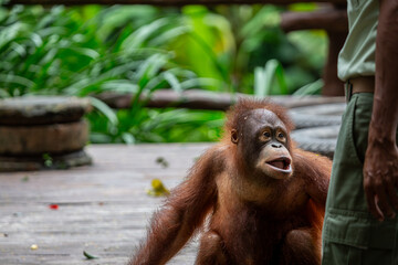 Young 3 year old Orangutan or (Pongo) part of the primate family at a safari park in Bali can be seen sitting on the stage looking at his handler © J.Woolley