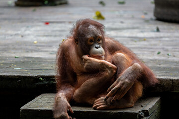 Young 3 year old Orangutan or (Pongo) part of the primate family at a safari park in Bali can be...