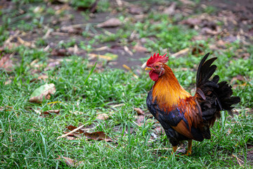 Rooster or Cockerel in Bali can be seen freely roaming around in the countryside