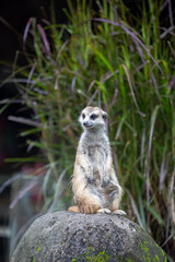 Fototapeta premium Meerkat or Suricata suricatta sitting on a log whilst looking out for danger