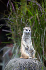 Meerkat or Suricata suricatta sitting on a log whilst looking out for danger