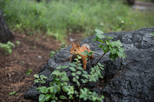 Burabai (Borovoe) A national park in Kazakhstan. Travel in Central Asia. A squirrel in the forest.