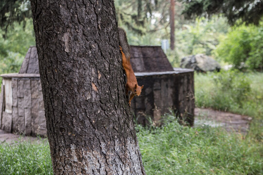 Burabai (Borovoe) A national park in Kazakhstan. Travel in Central Asia. A squirrel in the forest.