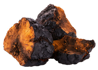 Fototapeta premium Chaga mushroom isolated on white background PNG